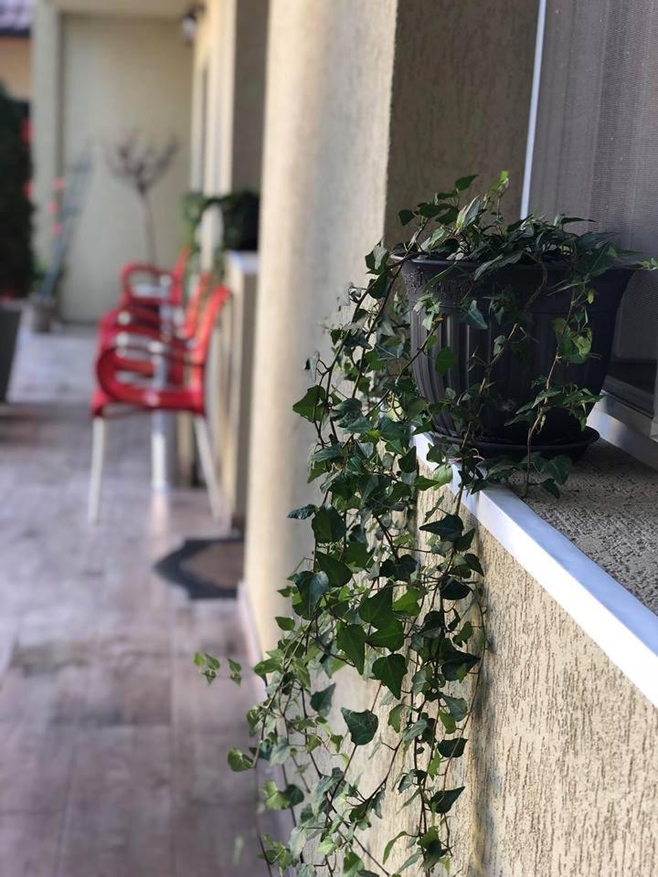 Vila Nicole Hotell Haţeg Exteriör bild